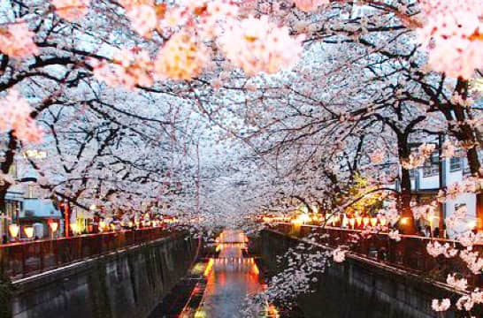 赏神田川沿岸樱花雨